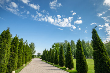 Alley with thujas in the public park against the background of a blue sky. copy space