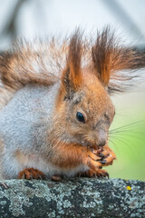 The squirrel with nut sits on a branches in the spring or summer.