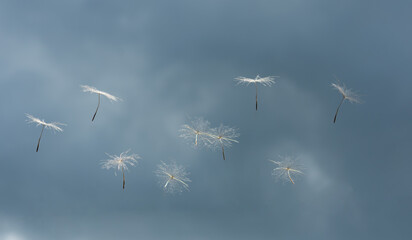 dandelion seeds in the wind