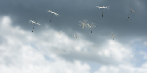 Obraz premium dandelion seeds in the wind