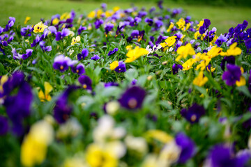Photo of colored violets in the garden against the background of greenery