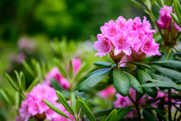 Photo of a close-up of a flower in a garden on a background of greenery