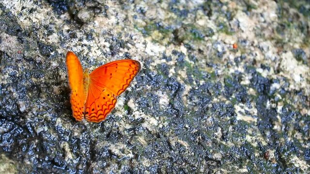 orange butterfly perched on a rock in the forest in summer