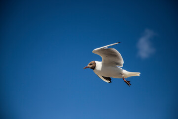 seagull in flight