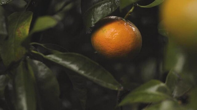 Detail of mandarin tree with ripe orange mandarins ready to harvest and consume.