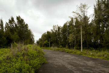 Fototapeta premium lonely road through the deserted green forest in nature reserve