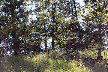 Obraz na płótnie Canvas Mule deer in the forest watching you. Mule deer looking in your eyes. Mule deer in the front light. Eye contact with animal. 