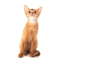 Abyssinian ginger cat sits on a white background
