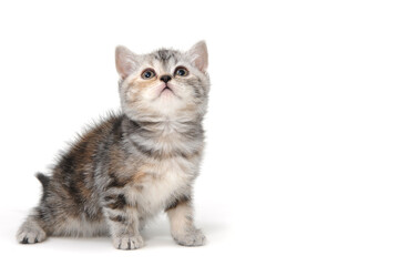 Obraz premium a gray striped purebred kitten sits on a white background