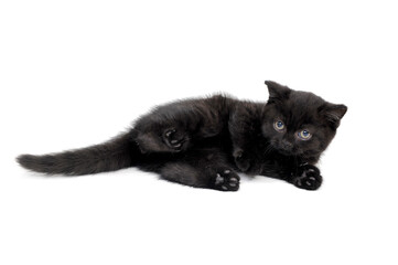 fluffy purebred black kitten lies on an isolated background