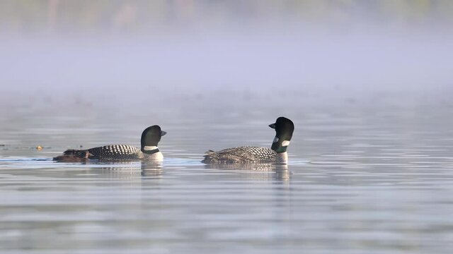 Common Loon Wail Call Video Clip in Maine