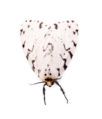 insect isolated on white background