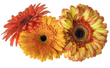 yellow and orange three gerbera blooms isolated on white