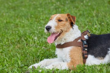 Pies Foxterier © anix