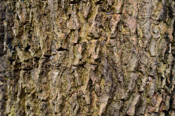 Bark of a tree