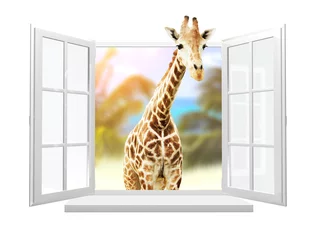 Rolgordijnen Cute curious  giraffe stare at the opened window © frenta