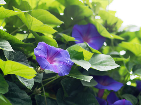 7 1 最適な 紫のアサガオ 画像 ストック写真 ベクター Adobe Stock