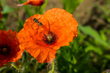 red poppy flower