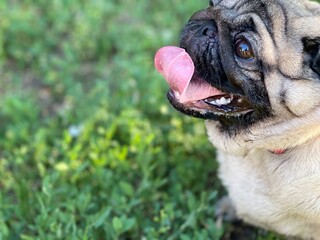 Close up of cute pug breathing with her mouth open on walk in summertime. Portrait of relaxed dog...