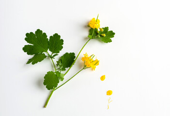 A sprig of blooming celandine on a white background with yellow flowers and green leaves. - obrazy, fototapety, plakaty