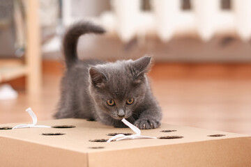 A little kitten plays with an interactive handmade toy. Cardboard box with holes with cat toys...