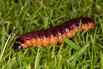 eine dicke braune Raupe