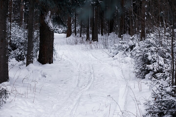 Winter forest. Landscape of the park in winter. Snow-covered trees at the edge.