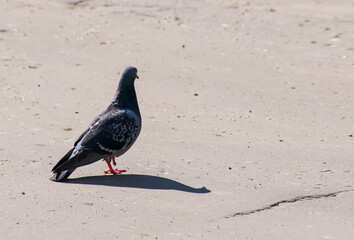 Obraz premium pigeon on the asphalt