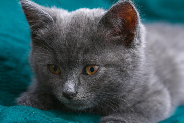 Small gray kitten with yellow eyes. Long-haired cute cat.