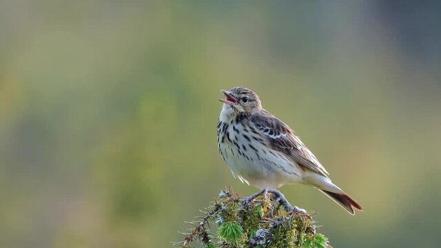 Baumpieper&nbsp;(Anthus trivialis)
