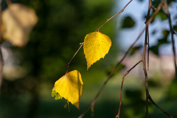 Yellow birch leaves in summer on a birch tree. Autumn begins in June