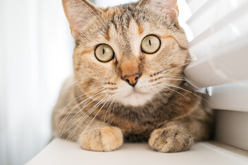 Portrait of a ginger domestic cat on the windowsill. Close up of a muzzle pet.