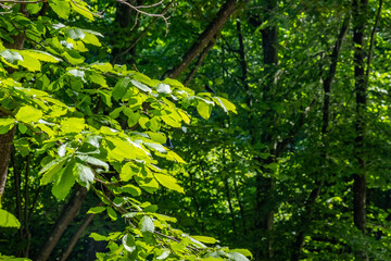 trees in green forest 