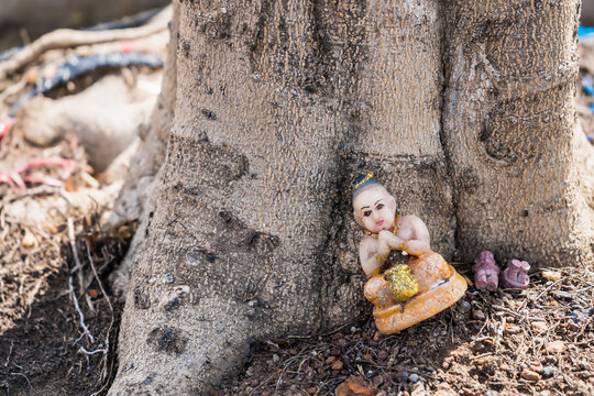 Kuman Thong.The baby doll was left at the base of the tree.