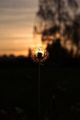 Sonnenblume