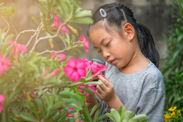 Obraz na płótnie Canvas Portrait Asian child girl examining a beautiful Desert roses flower carefully in a garden at home, using magnifying glass. Cute Asian child girl 7-8 years old with black long hair tied.