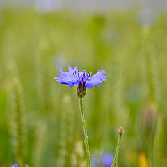 cornflowers in a farmers field with wheate