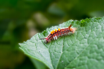 Colorful caterpillars resting on a green leaf in the garden