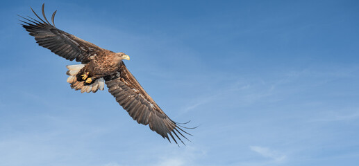 Majestic predator White-tailed Eagle (Haliaeetus albicilla) flying on the blue sky.