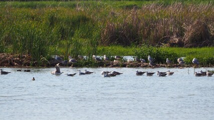 los polluelos de la primavera ya son gaviotas independientes para explorar el lago en solitario, lérida, españa, europa