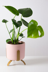  Monstera deliciosa in pink pot on white table. Home tropical gardening minimalist trendy concept. Close up