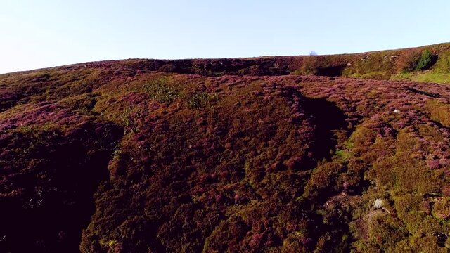 North York Moors Heather at Danby Dale, Aerial Drone Footage of heather in full bloom in Summer - Clip 4b