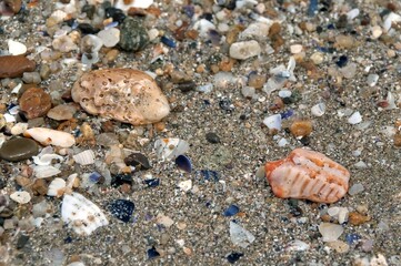 Top view of pebbles and sea shells of cockles and mussels on the sand of the beach by the sea. Blue orange beige sandy colorful background, natural marine pattern. Fresh summer spirit concept.