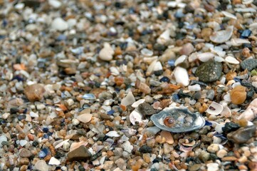 Top view of pebbles and sea shells of cockles and mussels on the sand of the beach by the sea. Blue orange beige sandy colorful background, natural marine pattern. Fresh summer spirit concept.