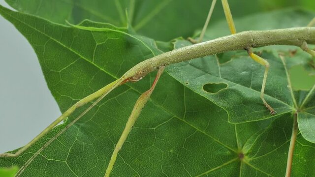 Stick insect Medauroidea extradentata, family Phasmatidae. Disguises itself as a branch