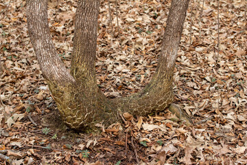 Obraz premium Close up forest view of a mature autumn season bare-leaf oak tree trunk with unusual bark, surround by fallen oak leaves