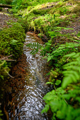 small stream of water through green forest