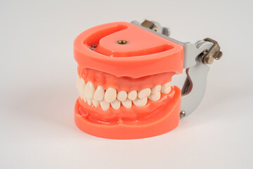 The closed human jaw in close-up. Mock-up of the jaw. Dental manual. Dental health. Correction of the bite. Dental prosthetics. The work of a dentist. Oral treatment. Dentist sample.