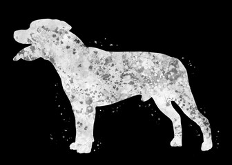 Fototapeta premium Staffordshire Bull Terrier Dog black and white watercolor, abstract painting. Watercolor illustration rainbow, colorful, poster, decoration wall art.