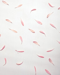 floral pink petals on white as background